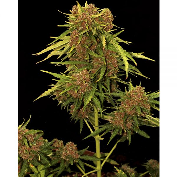 Mr Hide Seeds Auto Kritical Red BMH.013 w5ac wq