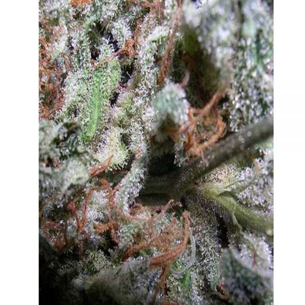 Paradise Seeds Coleccion Indica BPS.101