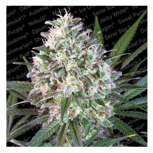 Paradise Seeds Space Cookies BPS.052 bj0t vg