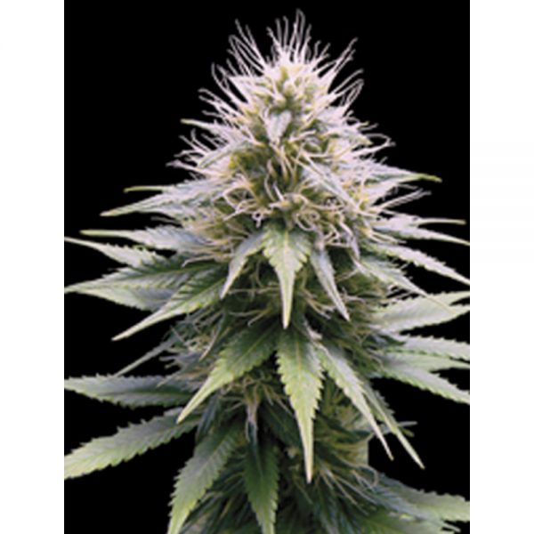 Profesional Seeds New York Diesel Automatica BFP.007 0e2f dc