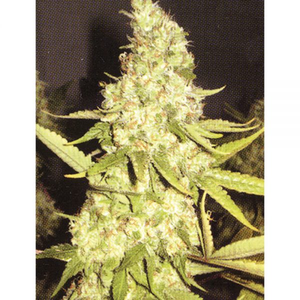 Profesional Seeds Pure Power Plant BFP.010