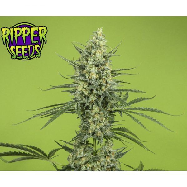 Ripper Seeds Criminal BRP.002 piol v5
