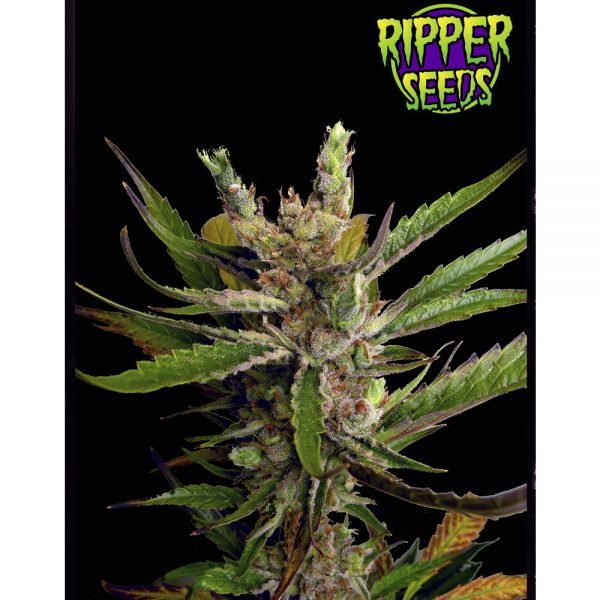 Ripper Seeds Ripper Haze BRP.001 sy79 r3