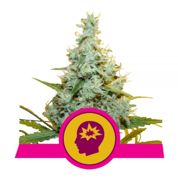 Royal Queen Seeds AMG BRQ.074