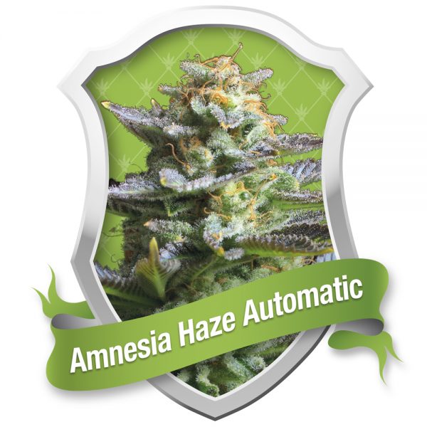 Royal Queen Seeds Amnesia Haze Auto BRQ.031