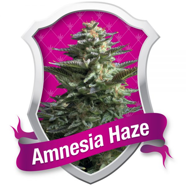 Royal Queen Seeds Amnesia Haze BRQ.006