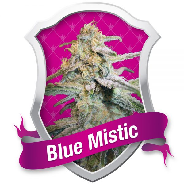 Royal Queen Seeds Blue Mistic BRQ.007 t7be om