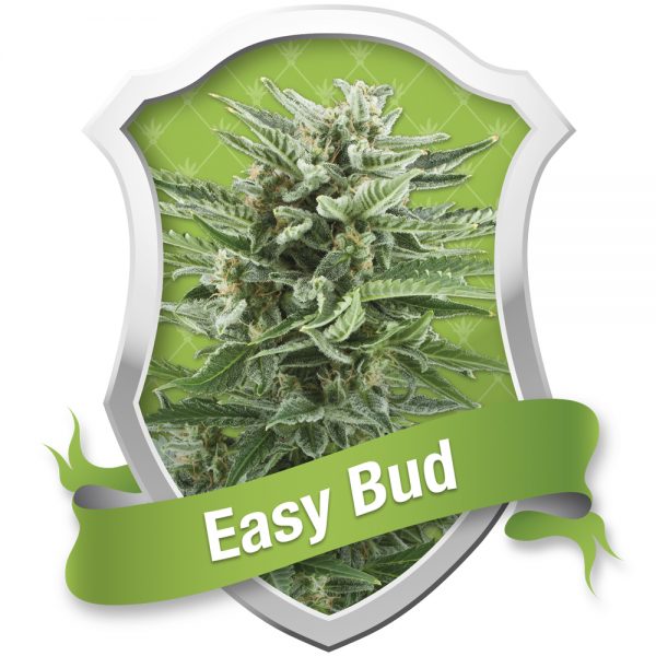 Royal Queen Seeds Easy Bud BRQ.022