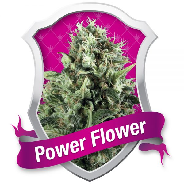 Royal Queen Seeds Flower Power BRQ.004