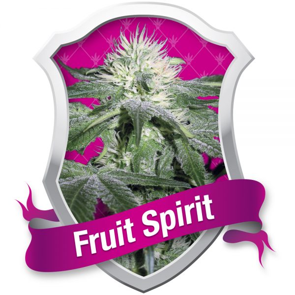 Royal Queen Seeds Fruit Spirit BRQ.003 12yc ts