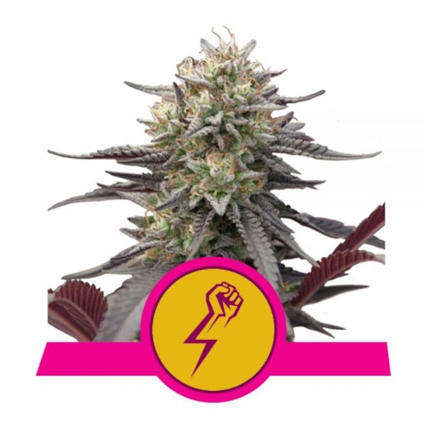 Royal Queen Seeds Green Punch BRQ.069 im5s zy