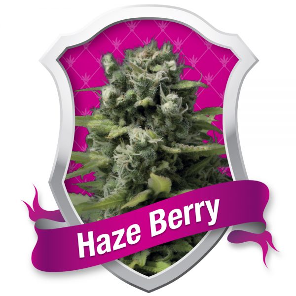 Royal Queen Seeds Haze Berry BRQ.018 99dr mj