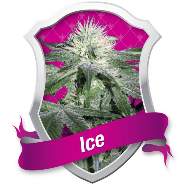 Royal Queen Seeds Ice BRQ.001