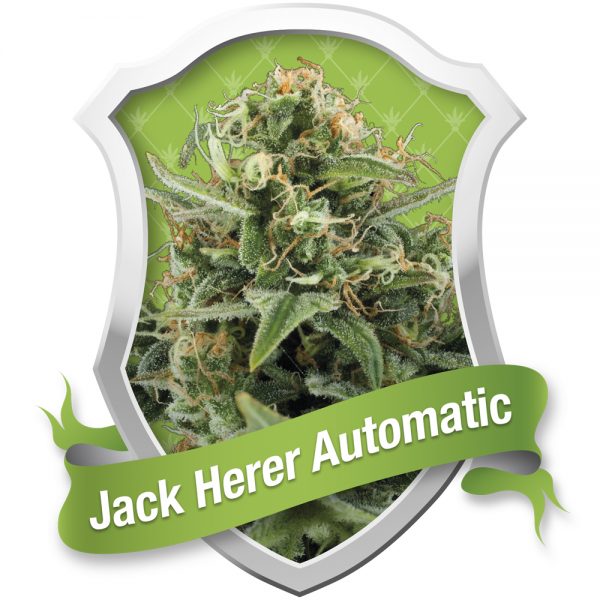 Royal Queen Seeds Jack Herer Auto BRQ.034