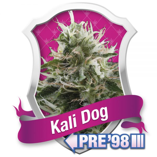 Royal Queen Seeds Kali Dog BRQ.017