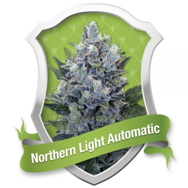 Royal Queen Seeds Northern Light Auto BRQ.027 2m7h fp