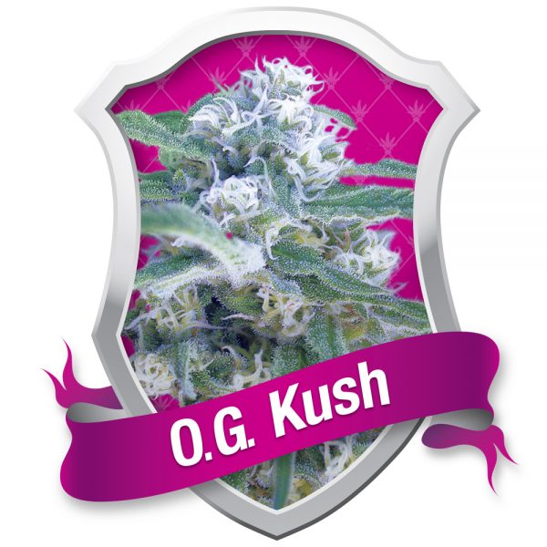 Royal Queen Seeds OG Kush BRQ.015