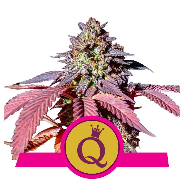 Royal Queen Seeds Purple Queen BRQ.063 zd0o 1u