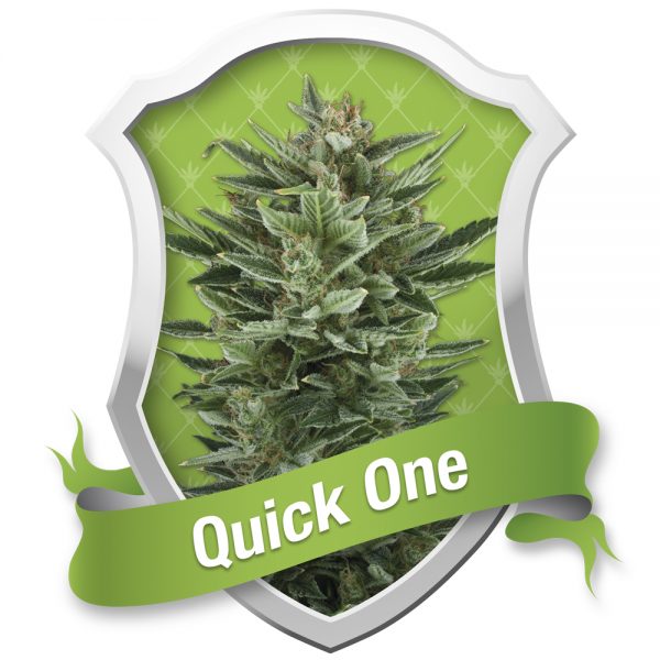 Royal Queen Seeds Quick One BRQ.023