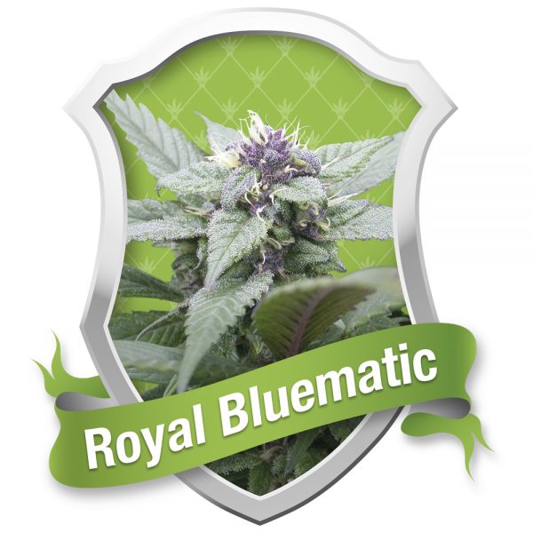 Royal Queen Seeds Royal Bluematic BRQ.029 4wsp u4