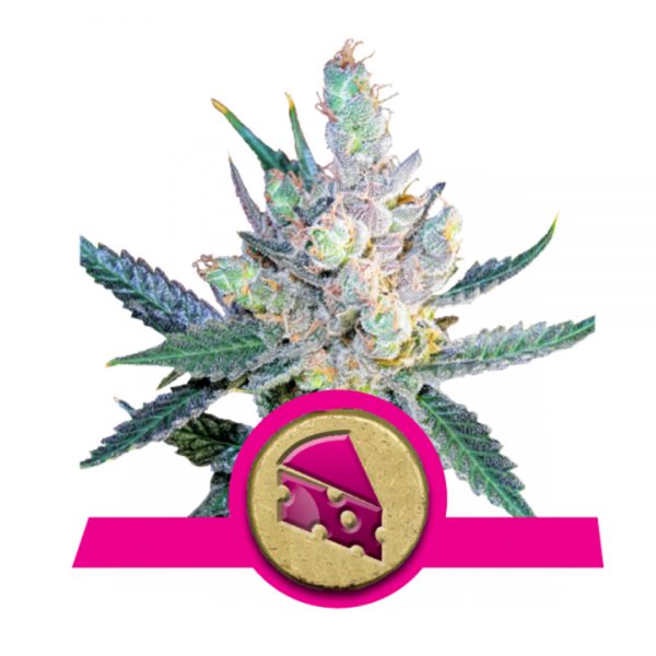 Royal Queen Seeds Royal Cheese Fast BRQ.054 koq9 in