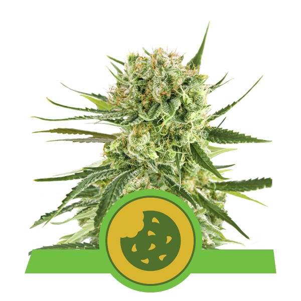 Royal Queen Seeds Royal Cookies Automatic BRQ.064 7hy6 ni