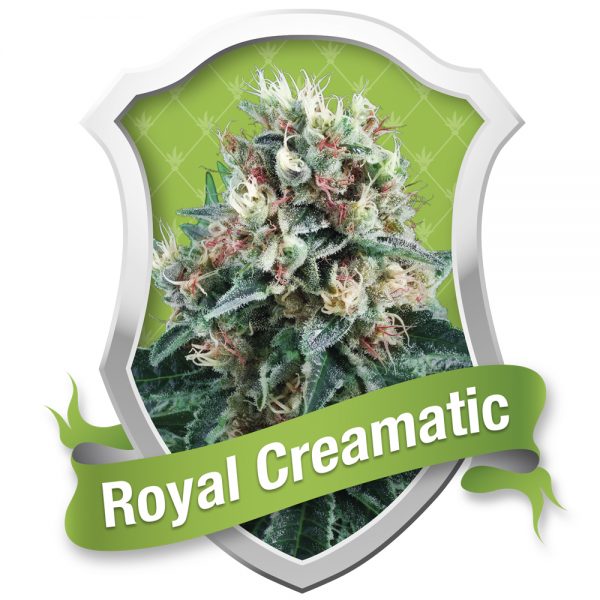Royal Queen Seeds Royal Creamatic BRQ.030 mfgf bl