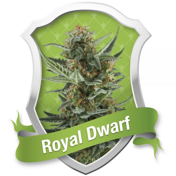 Royal Queen Seeds Royal Dwarf BRQ.021 evhj nh