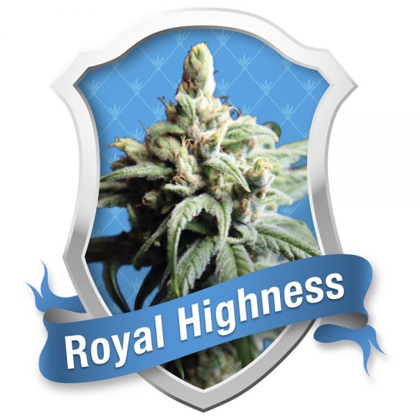 Royal Queen Seeds Royal Highness BRQ.039 y4mp pw