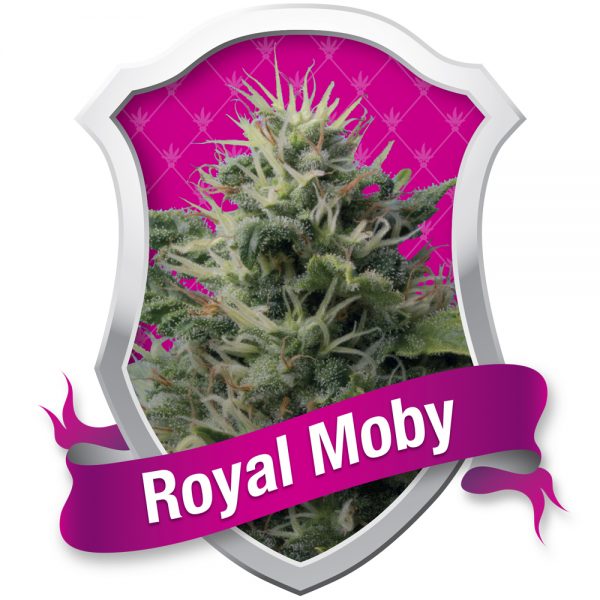 Royal Queen Seeds Royal Moby BRQ.014