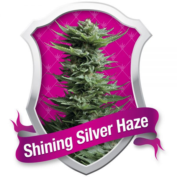Royal Queen Seeds Shining Silver Haze BRQ.005 m8ls kn