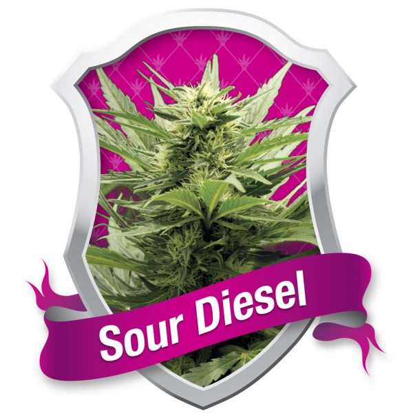 Royal Queen Seeds Sour Diesel BRQ.019 o3on 25