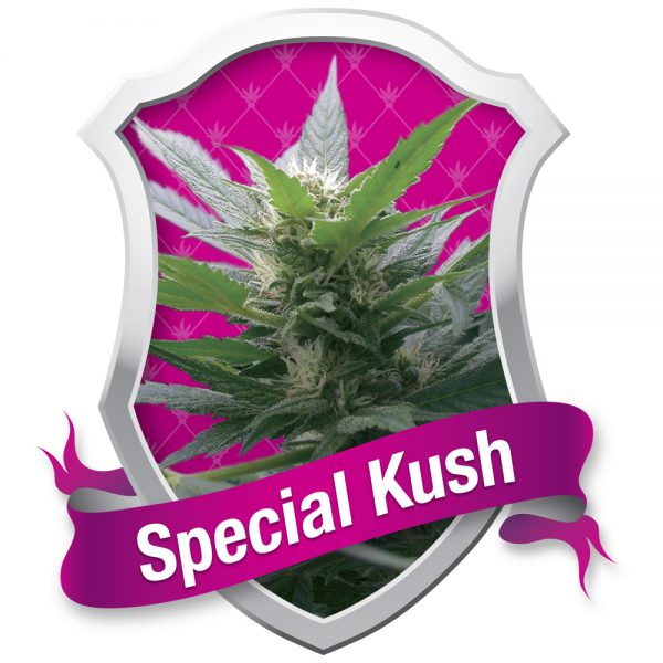 Royal Queen Seeds Special Kush BRQ.011 1
