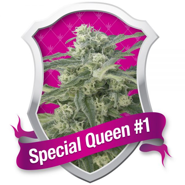Royal Queen Seeds Special Queen1 BRQ.012 1
