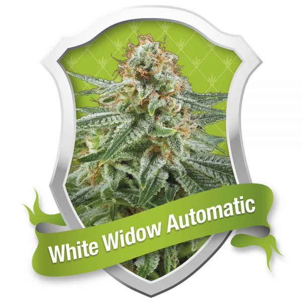 Royal Queen Seeds White Widow Auto BRQ.033 dxs9 vc