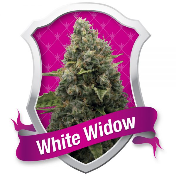 Royal Queen Seeds White Widow BRQ.002