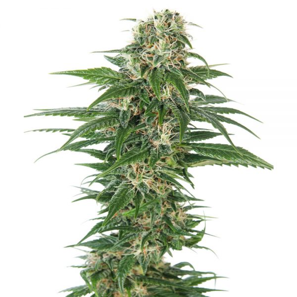 Sensi Seeds Early Skunk Auto BSS.022 ror4 h9