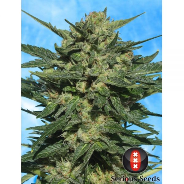 Serious Seeds Auto White Russian BS.004 6AU
