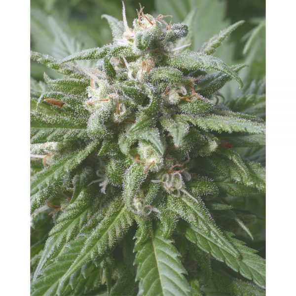 Serious Seeds Biddy Early BS.013 9i1i c7