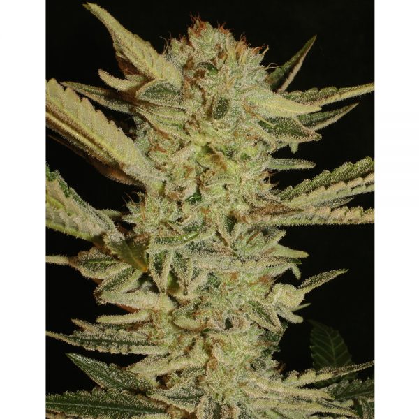 Serious Seeds Bubble Gum BS.005 1