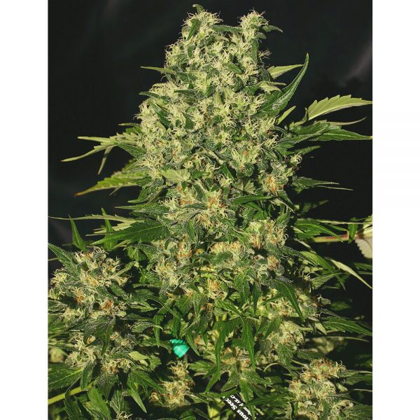 Serious Seeds Chronic BS.002 qxyp j0