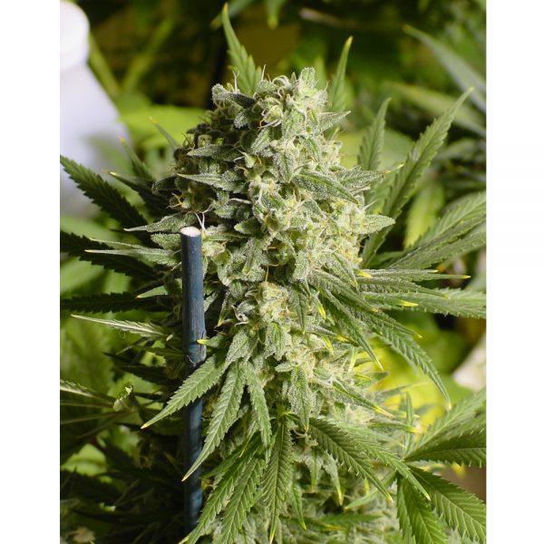 Serious Seeds Double Dutch BS.006