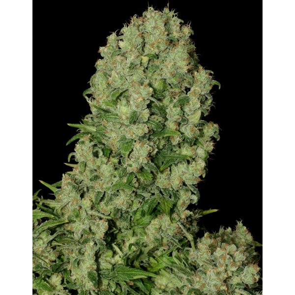 Serious Seeds White Russian BS.004