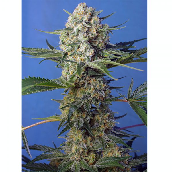 Sweet Seeds CRYSTAL CANDY F1 FV BSW.073