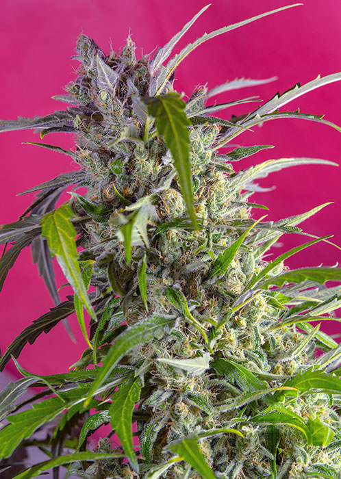 Sweet Seeds Crystal candy Auto BSW.059 3AU