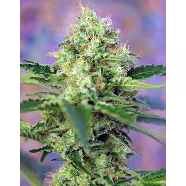 Sweet Seeds Crystal candy BSW.058