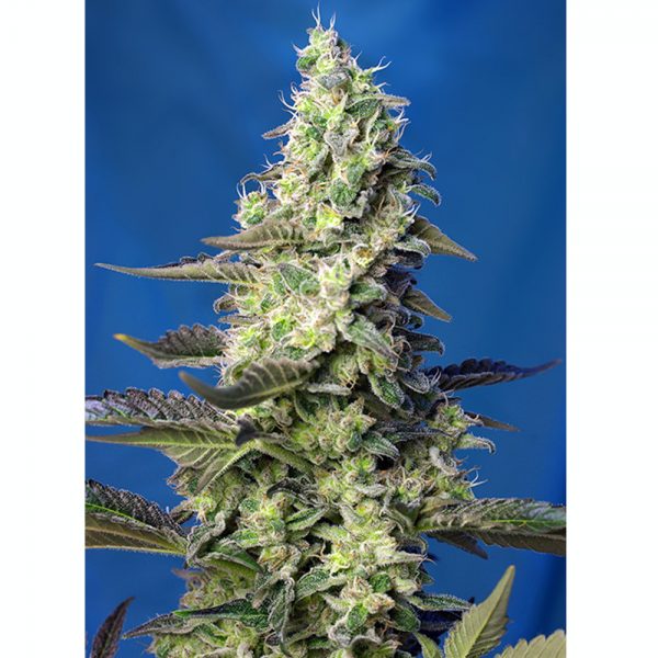 Sweet Seeds GREEN POISON XL AUTO BSW.072 v499 wv