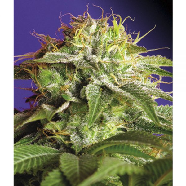 Sweet Seeds Green Poison BSW.015 nhca 9f