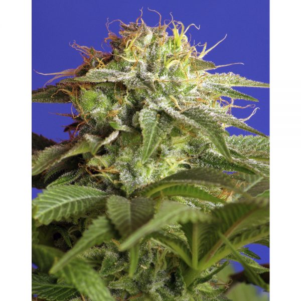 Sweet Seeds Green Poison Fast BSW.041