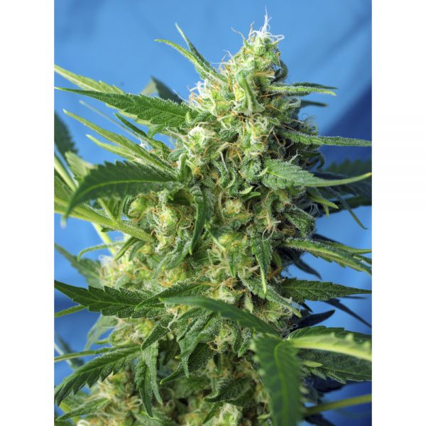 Sweet Seeds Ice Cool Auto BSW.047 0e4f s0